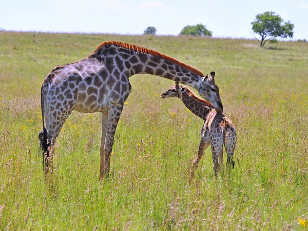 Afrika 'daki dişi zürafa ve buzağı.. — Stok fotoğraf