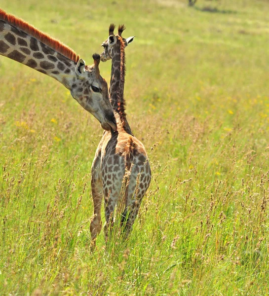 Női zsiráf Afrikában egy borjúval. — Stock Fotó