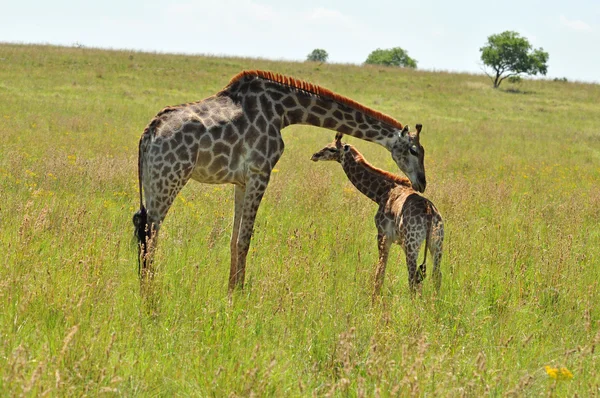 Female Giraffe in Africa with a calf. Royalty Free Stock Photos