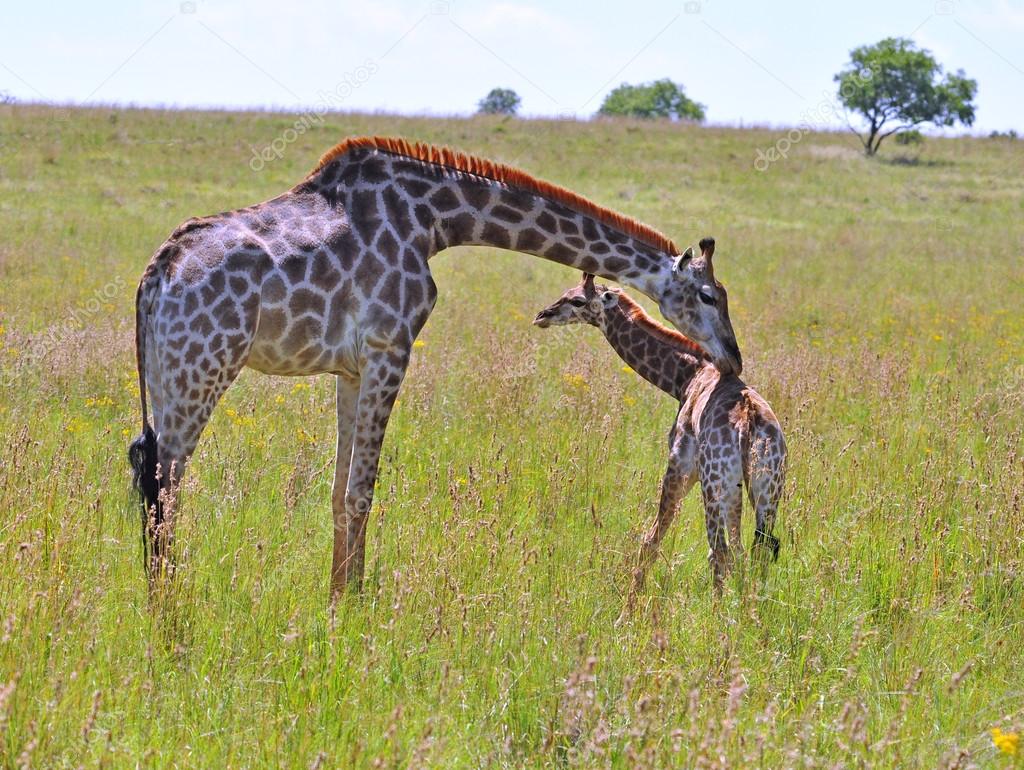 Female Giraffe in Africa with a calf.