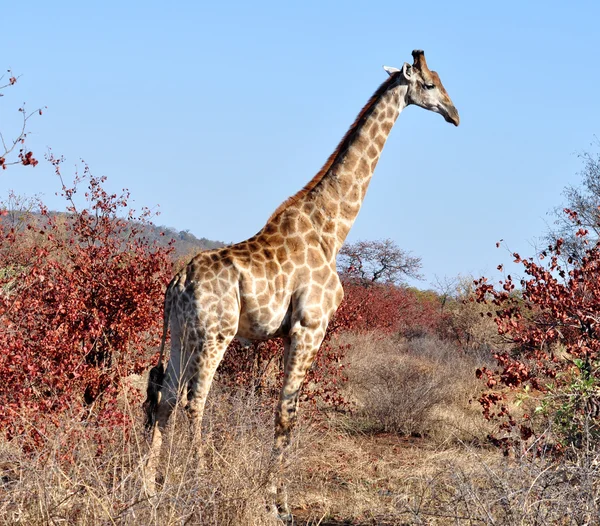 Giraffa femminile in Sud Africa — Foto Stock