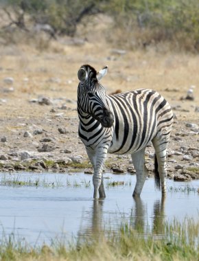 Burchell 'in Zebra' sı Afrika 'da