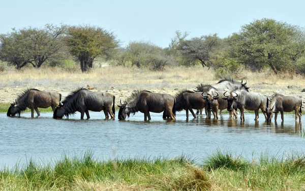 Wildebeest blu (Connochaetes Taurinus ) — Foto Stock