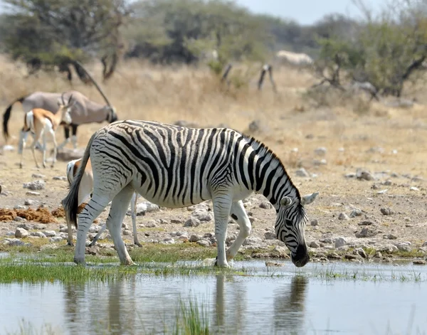 Zebra de Burchell em África — Fotografia de Stock