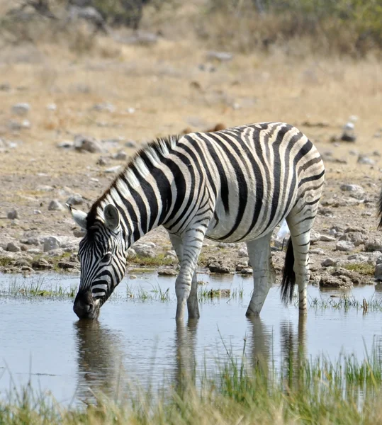 Burchell 'in Zebra' sı Afrika 'da - Stok İmaj