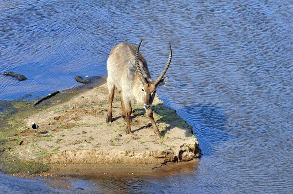 Waterbok (Kobus ellipsiprymnus) — Stockfoto