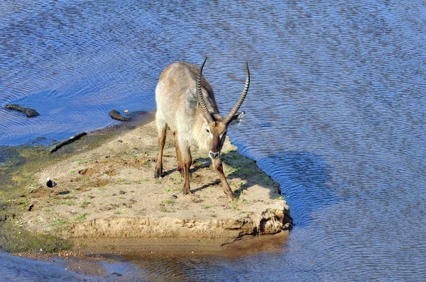 Waterbuck (Kobus ellipsiprymnus) — Stock Photo, Image