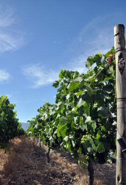 Vinyard Güney Afrika