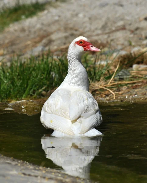 Witte Barbarijse eenden — Stockfoto