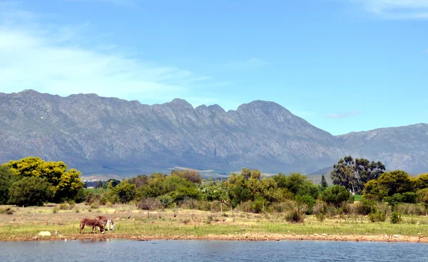 Ferme africaine avec des ânes — Photo