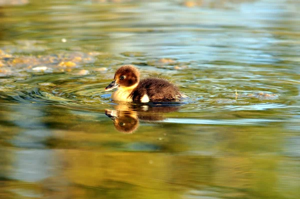 Moscovo Duckling na água — Fotografia de Stock
