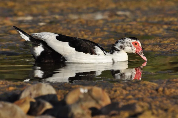 Moskauer Ente mit Spiegelung — Stockfoto