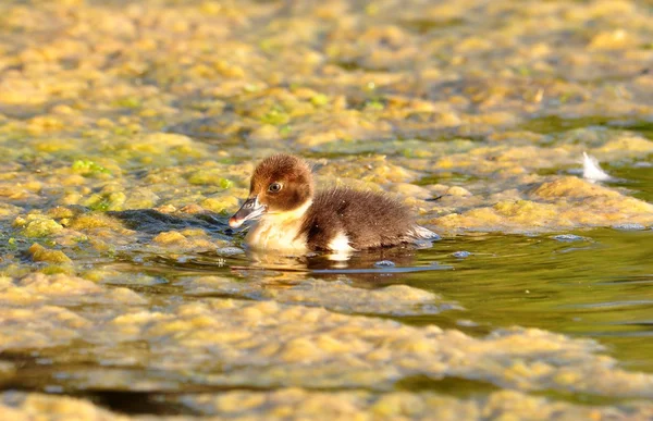 Muscovy Duckling în wate — Fotografie, imagine de stoc