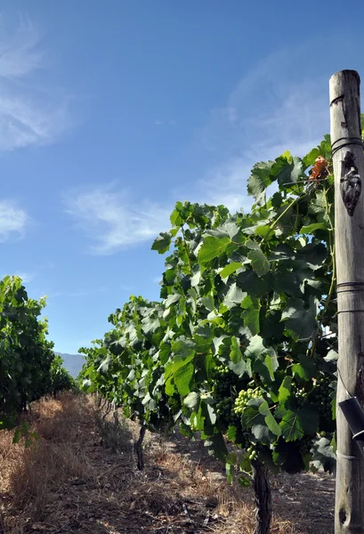 Vinyard in Zuid-Afrika Stockfoto