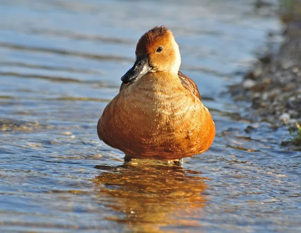 Amerikaanse fluitend eend — Stockfoto