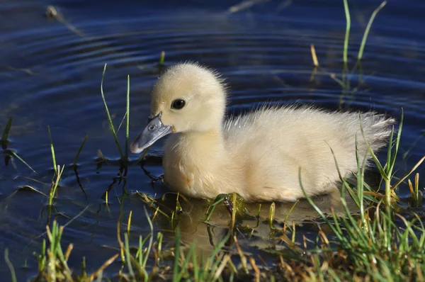 Muscovy Duckling swimming Royalty Free Stock Photos