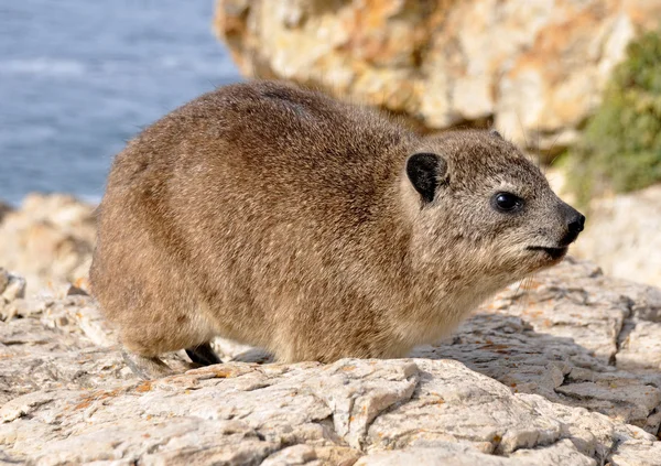 岩狸 (Dassie) 图库图片