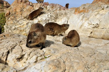 Rock yaban faresi (Dassie)