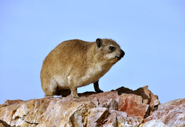 Hyrax de roca (Dassie ) — Foto de Stock