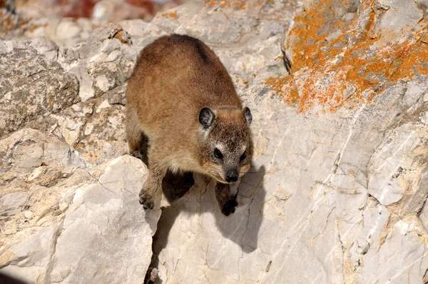 Hyrax de roca (Dassie ) — Foto de Stock