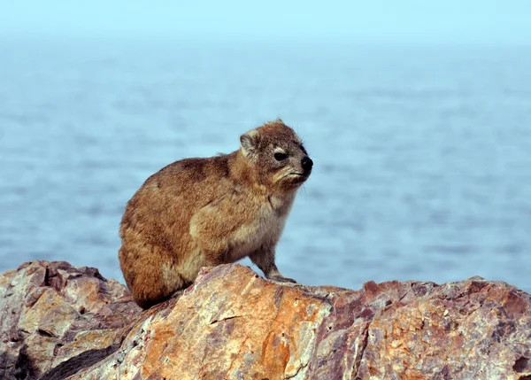 Rock yaban faresi (Dassie)