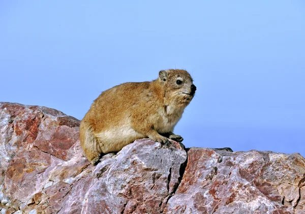 Rock Klipdasachtigen (Dassie) Rechtenvrije Stockafbeeldingen