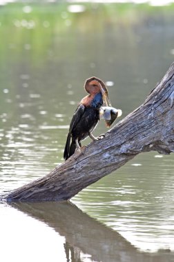 Afrika Darteri (Anbinga malenogaster)