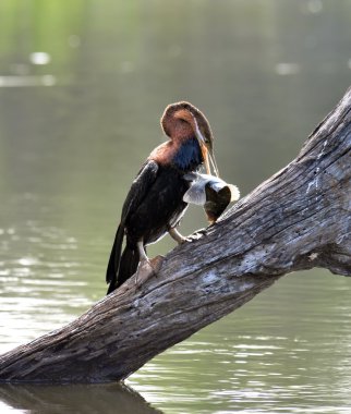 Afrika Darteri (Anbinga malenogaster)