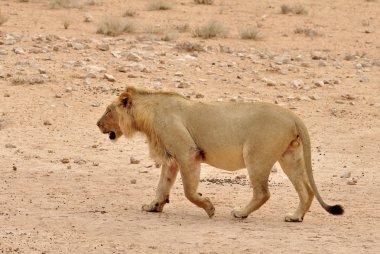 Afrika çöl aslanı (Panthera leo)
