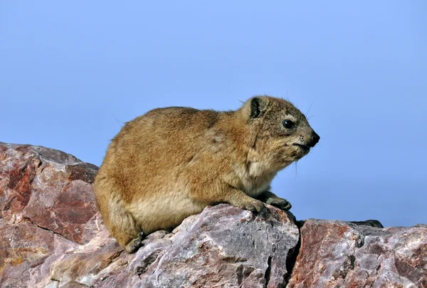 Hyrax de roca (Dassie ) — Foto de Stock