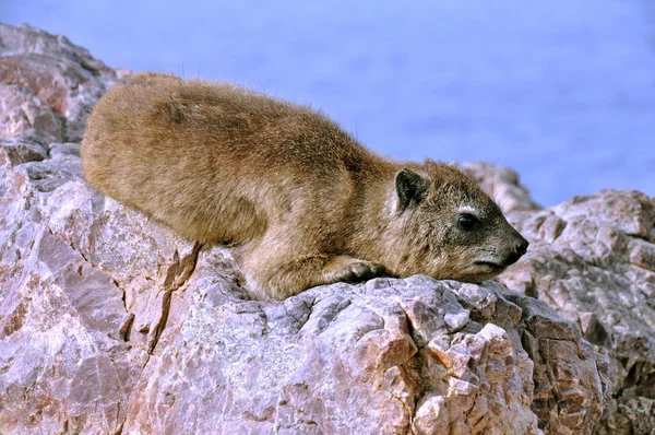 Rock Hyrax (Dassie) — Stock Photo, Image