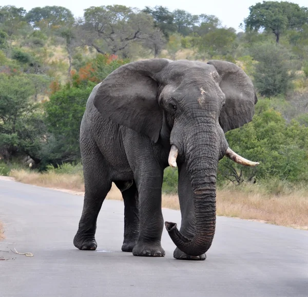 African Bull Elephant — Stock Photo, Image