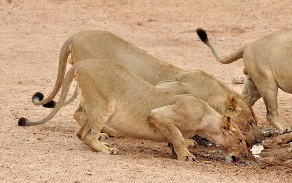 Kalahari Desert Lions — Fotografie, imagine de stoc