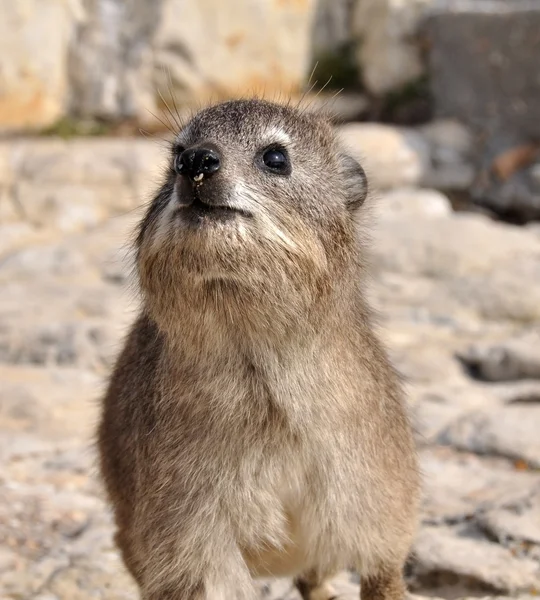 Rock Hyrax (Dassie) frontal view Stock Image