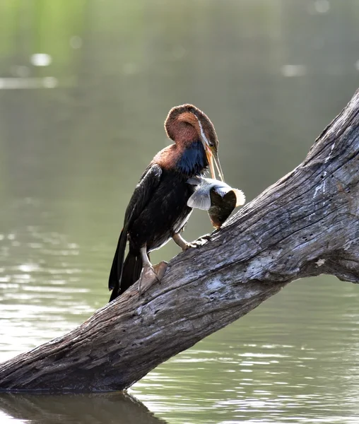 非洲Darter (Anbinga malenogaster)) 图库照片