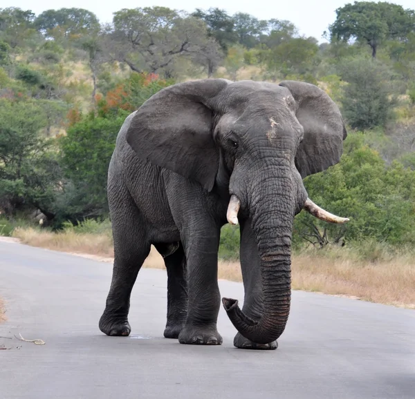 Afrikaanse bull olifant Rechtenvrije Stockfoto's