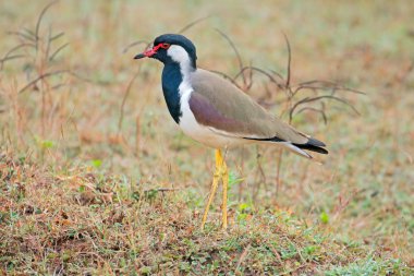 Kırmızı wattled kız kuşu