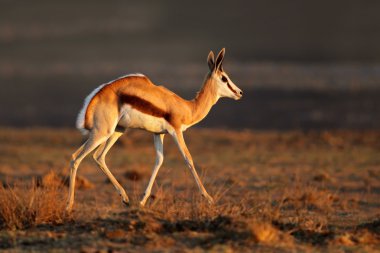 Springbok antilop doğal ortamlarında