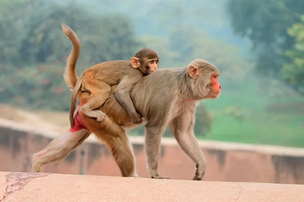 붉은 털 짧은 꼬리 원숭이 원숭이 — 스톡 사진