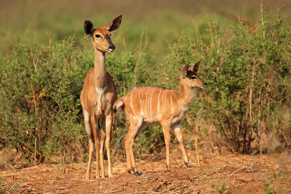 Nyala antiloper i naturliga livsmiljöer — Stockfoto