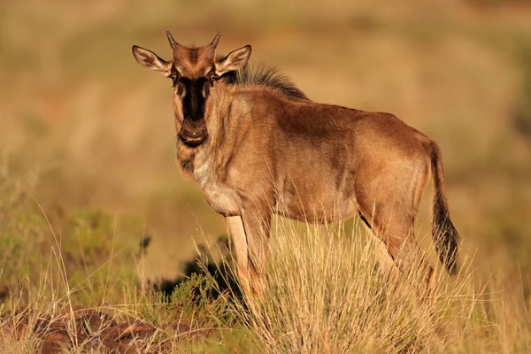 Blue wildebeest kalv — Stockfoto