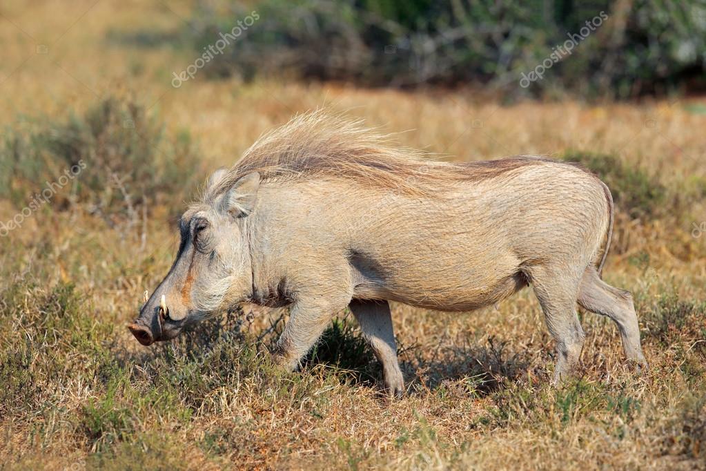 Warthog in natural habitat — Stock Photo © EcoPic #101587196