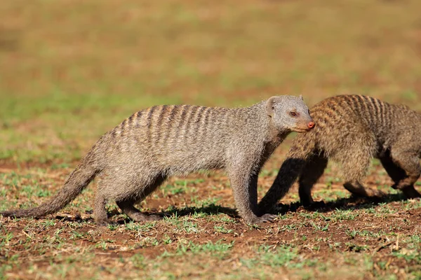 Gestreepte mangoest in natuurlijke habitat — Stockfoto