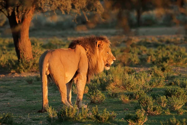 büyük erkek Afrika aslanı