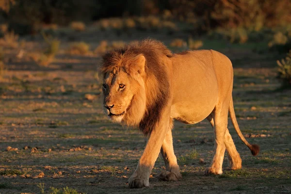 Großer männlicher afrikanischer Löwe — Stockfoto