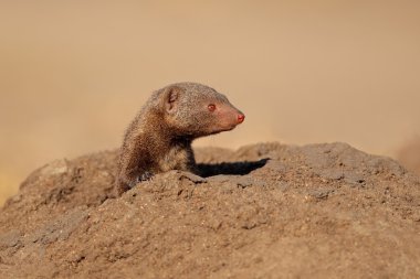 Dwarf mongoose portrait clipart