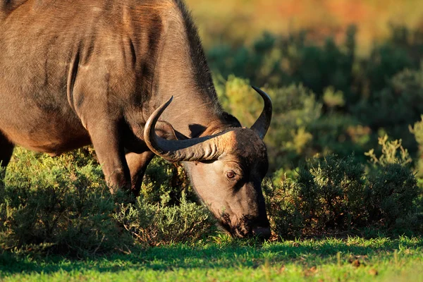 アフリカ水牛の餌 — ストック写真