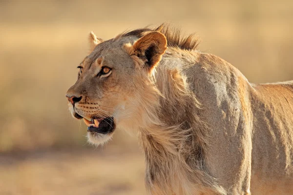 Afrikanisches Löwenporträt — Stockfoto