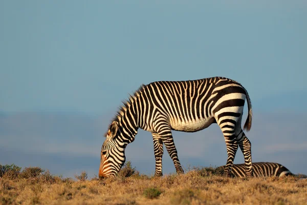 Cape Mountain Zebra — Stock Photo, Image