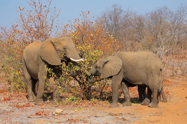 Fütterung afrikanischer Elefanten — Stockfoto